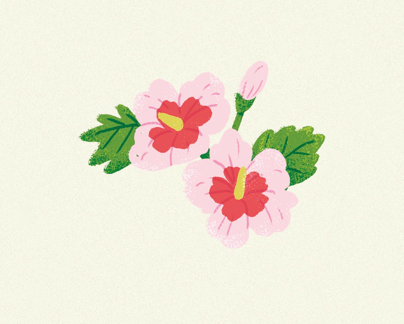 Eine Illustratin von einer Hibiskusblüte illustriert von Mihwa Kim